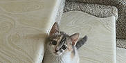 Bella is registered to the contest to win money with this photo: kitten, cat, stairs, carpet, indoor, pet, animal, curious, small, young, fur, whiskers, cute, looking_up, domestic_cat, playful, white, gray, brown, fur_pattern