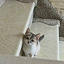 kitten, cat, stairs, carpet, indoor, pet, animal, curious, small, young, fur, whiskers, cute, looking_up, domestic_cat, playful, white, gray, brown, fur_pattern