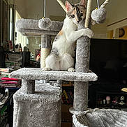 Bella is registered to the contest to win money with this photo: cat, kitten, calico, cat_tree, plush, indoor, pet, furniture, playful, curious, animal, home, cozy, soft_texture, climbing, toy, domestic, young_cat, gray, cute