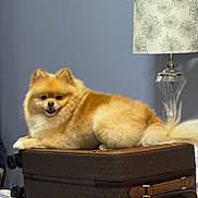 Bengi is registered to the contest to win money with this photo: dog, pomeranian, fluffy, suitcase, luggage, indoor, lamp, bed, resting, pet, furniture, smiling, cozy, brown, white, tail, ears, fur, home, relaxed