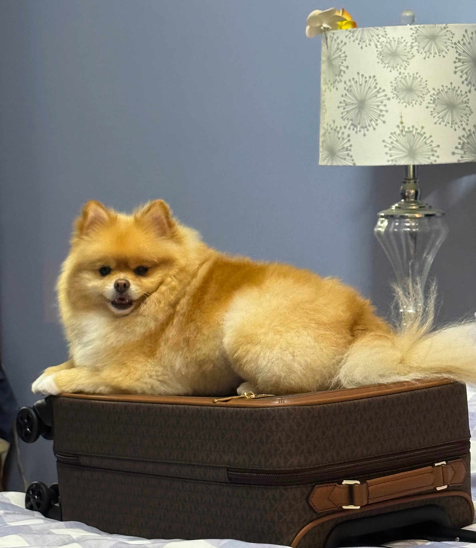 Bengi is registered to the contest to win money with this photo: dog, pomeranian, fluffy, suitcase, luggage, indoor, lamp, bed, resting, pet, furniture, smiling, cozy, brown, white, tail, ears, fur, home, relaxed