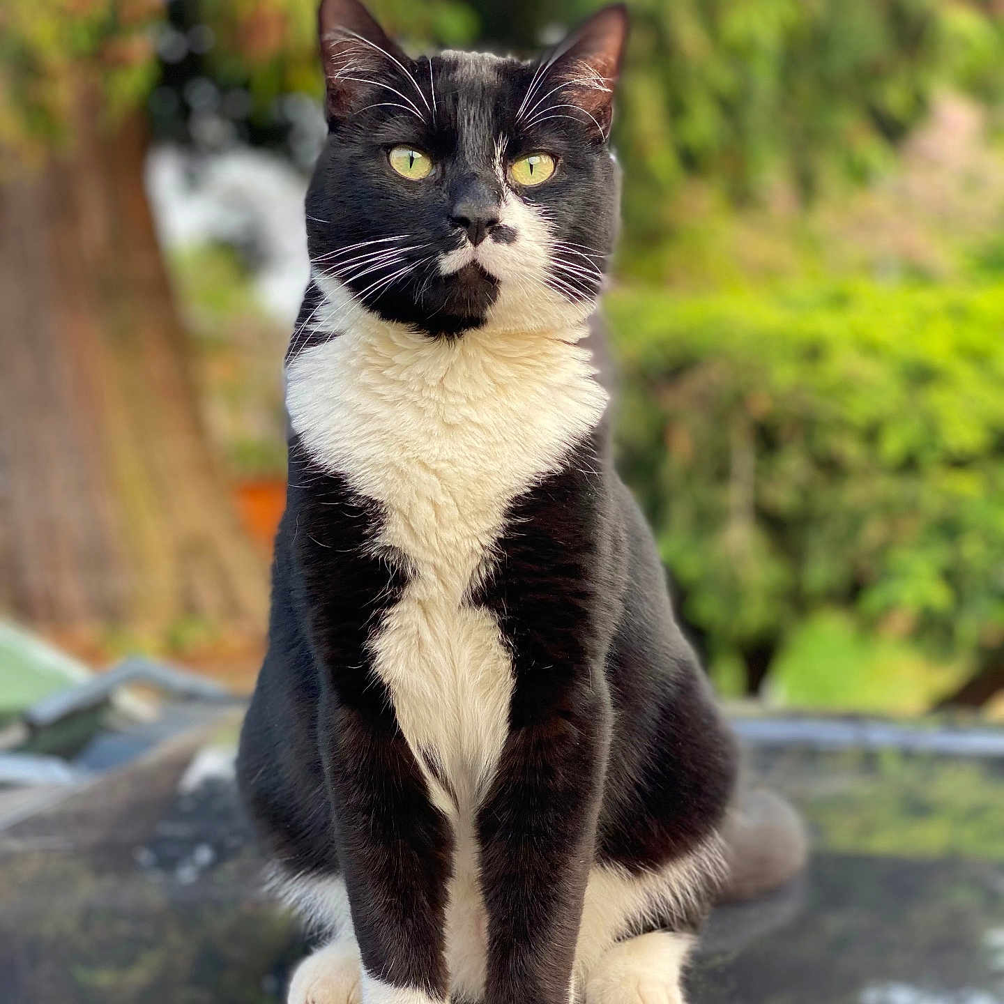 Botas is registered to the contest to win money with this photo: abyssinian, animal, blackcat, cat, egyptiancat, kitten, manx, pet, slate