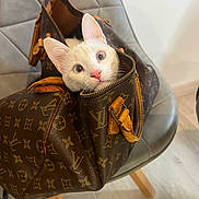 Chipie participe au concours pour gagner de l'argent avec cette photo : cat, kitten, white_cat, bag, handbag, louis_vuitton, chair, leather, zipper, pink_nose, wide_eyes, indoor, floor, wooden_leg, curious, pet, feline, cute, luxury, portrait