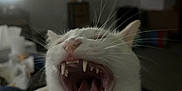 Chipie a rejoint le concours — aidez-le/la à gagner de superbes lots ! cat, white_cat, yawning, teeth, tongue, pet, animal, feline, close_up, indoor, cozy, blurred_background, whiskers, mouth_open, cute, fur, domestic_cat, relaxed, sleepy, house