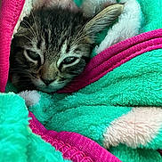 Sonya joined the competition — help win amazing prizes! kitten, cat, sleepy, blanket, cozy, fur, pet, animal, cute, resting, indoors, soft, warm, texture, closeup, face, whiskers, ears, comfort, nap