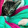 kitten, cat, sleepy, blanket, cozy, fur, pet, animal, cute, resting, indoors, soft, warm, texture, closeup, face, whiskers, ears, comfort, nap