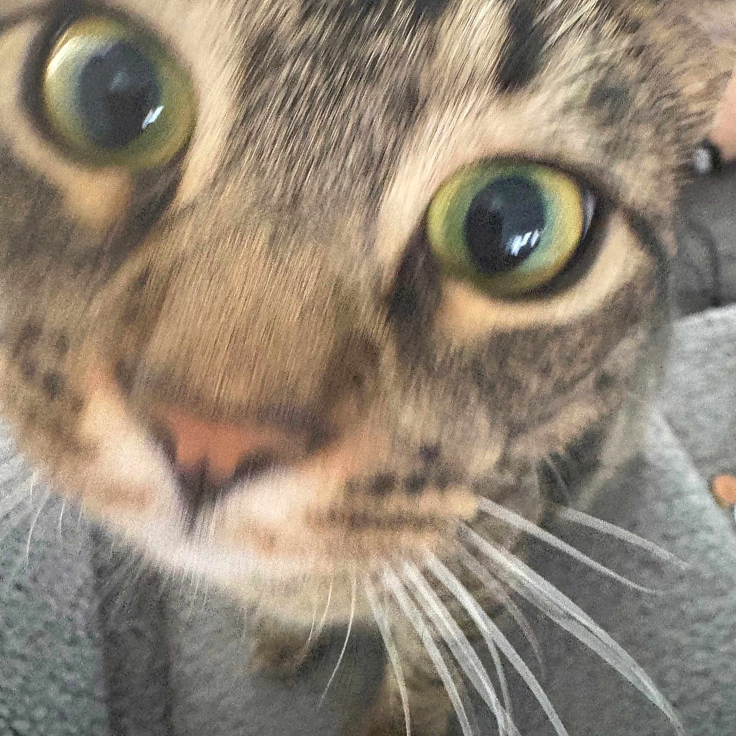 Sonya joined the competition — help win amazing prizes! animal, carpet, cat, close_up, closeup, curious, domestic, ears, face, feline, focus, fur, green_eyes, indoor, nose, pet, tabby, texture, whiskers, wide_eyes