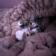 Nyla is registered to the contest to win money with this photo: cat, kitten, blanket, cozy, soft, fur, paws, comfort, indoor, pet, cute, resting, sleepy, purple, warm, relaxing, animal, whiskers, playful, nest