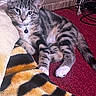 Nyla is registered to the contest to win money with this photo: kitten, tabby, cat, pet, indoor, carpet, blanket, striped, fur, collar, bell, relaxed, cute, animal, scratch_pad, cozy, resting, whiskers, paw, curious