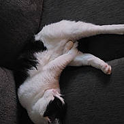 Precious joined the competition — help win amazing prizes! animal, black_and_white, calm, cat, couch, cozy, cute, domestic_cat, fur, furniture, indoor, living_room, paw, pet, relaxing, resting, sleeping, soft, stretching, whiskers