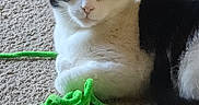 Precious joined the competition — help win amazing prizes! cat, black_and_white, carpet, indoor, pet, animal, feline, relaxed, lying_down, curious, green, pipe_cleaners, toy, close_up, whiskers, fur, playful, domestic, cute, companionship