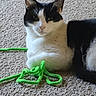 cat, black_and_white, carpet, indoor, pet, animal, feline, relaxed, lying_down, curious, green, pipe_cleaners, toy, close_up, whiskers, fur, playful, domestic, cute, companionship
