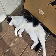Precious is registered to the contest to win money with this photo: cat, black_and_white, sleeping, wooden_floor, cardboard_box, pet, animal, relaxed, sunlight, indoor, fur, whiskers, paw, tail, quiet, cozy, resting, cute, domestic_cat, nap