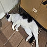 cat, black_and_white, sleeping, wooden_floor, cardboard_box, pet, animal, relaxed, sunlight, indoor, fur, whiskers, paw, tail, quiet, cozy, resting, cute, domestic_cat, nap
