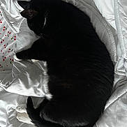 Salem is registered to the contest to win money with this photo: cat, black_cat, white_paws, sleeping, curled_up, blanket, white_blanket, cherry_pattern, bed, cozy, fur, pet, indoor, resting, animal, cute, whiskers, tail, relaxation, nap