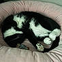 Salem is registered to the contest to win money with this photo: cat, black_and_white, sleeping, curled_up, plush_bed, pink_bed, indoor, pet, feline, cozy, resting, toy_mouse, soft_texture, paw, whiskers, fur, cute, domestic_animal, relaxation, nap_time