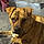 Gertie