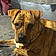 Gertie