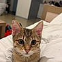 bedroom, cat, cozy, curious, cute, domestic_animal, ears, eyes, face, fur, furniture, household, indoor, kitten, pet, soft_light, tabby, whiskers, white_blanket, young