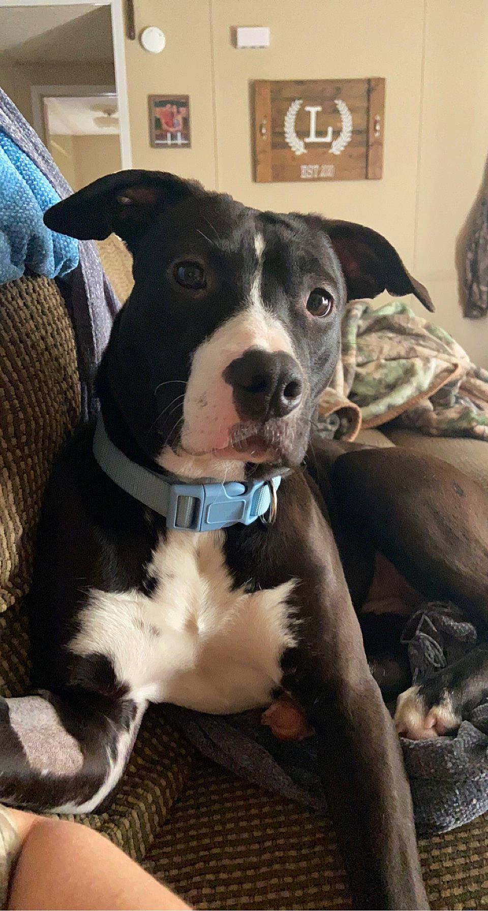 Valerie is registered to the contest to win money with this photo: borador, canidae, carnivore, collar, companion_dog, couch, dog, dog_breed, dog_collar, fawn, fur, hunting_dog, leash, non_sporting_group, snout, sporting_group, whiskers, working_animal, working_dog