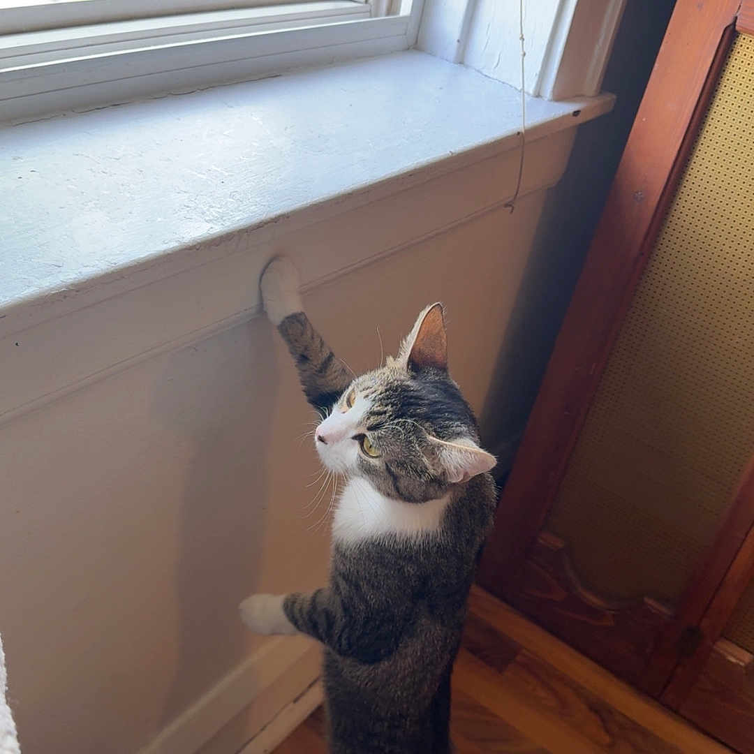 Puma is registered to the contest to win money with this photo: abyssinian, animal, car, cat, hardwood, indoors, interiordesign, kitten, machine, manx, pet, picturewindow, plywood, stainedwood, transportation, vehicle, wheel, window, windowsill, wood