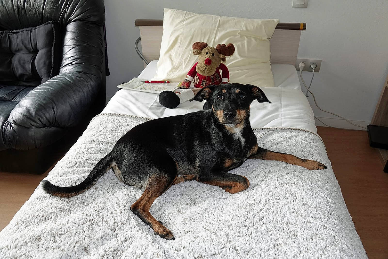 Spart a rejoint le concours — aidez-le/la à gagner de superbes lots ! beauceron, bed, canidae, carnivore, comfort, dog, dog_breed, floor, furniture, german_pinscher, guard_dog, manchester_terrier, miniature_pinscher, pinscher, smaland_hound