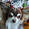 dog, puppy, small_dog, fluffy, long_hair, white_brown_fur, close_up, portrait, ribbon, party, birthday, indoors, home, table, furniture, blurry_background, wide_eyes, cute, pet, photography