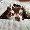 Lizzy participe au concours pour gagner de l'argent avec cette photo : dog, puppy, brown_and_white, sleepy, cozy, blanket, fluffy, close_up, portrait, pet, animal, nose, eyes, fur, snuggling, indoors, warmth, relaxed, cute, photography