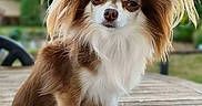 Lizzy participe au concours pour gagner de l'argent avec cette photo : dog, chihuahua, long_haired, fluffy, brown_and_white, small_dog, sitting, portrait, outdoor, wooden_deck, garden, greenery, ears, fur, pet, canine, staring, close_up, natural_light, adorable