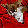 Lizzy a rejoint le concours — aidez-le/la à gagner de superbes lots ! dog, puppy, sleeping, chihuahua, long_hair, brown_and_white, small_dog, pet, cute, cozy, blanket, red_blanket, indoors, portrait, close_up, resting, curled_up, fluffy, peaceful, animal_photography