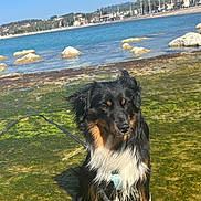 Pacha a rejoint le concours — aidez-le/la à gagner de superbes lots ! dog, black_dog, tan_markings, white_chest, sitting, mossy_ground, water, sea, rocks, shoreline, outdoors, daytime, blue_sky, leash, canine, pet, nature, coast, sunlight, wet_fur