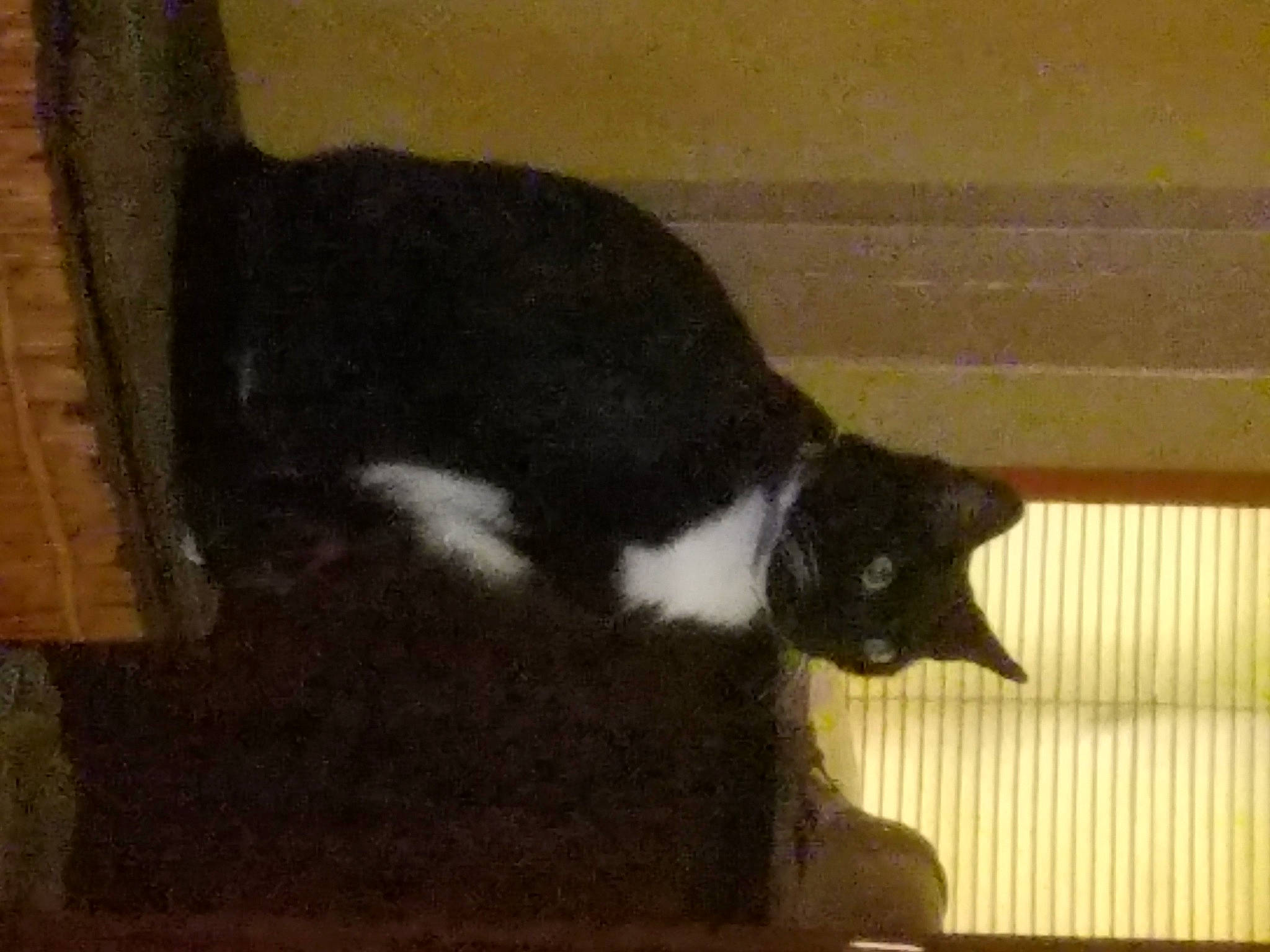 Pi Pi joined the competition — help win amazing prizes! black_cat, carnivore, cat, cat_furniture, cat_supply, claw, domestic_short_haired_cat, felidae, flooring, fur, hardwood, paw, pet_supply, room, small_to_medium_sized_cats, snout, tail, terrestrial_animal, whiskers, wood