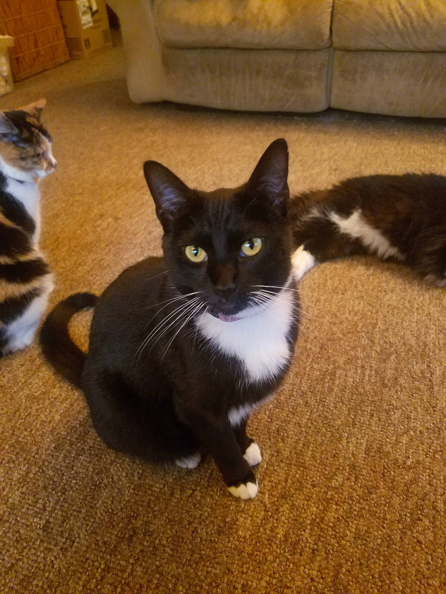 Pi Pi joined the competition — help win amazing prizes! asian, black_cat, carnivore, cat, domestic_short_haired_cat, european_shorthair, felidae, german_rex, kitten, mammal, ojos_azules, polydactyl_cat, small_to_medium_sized_cats, tail, vertebrate, whiskers