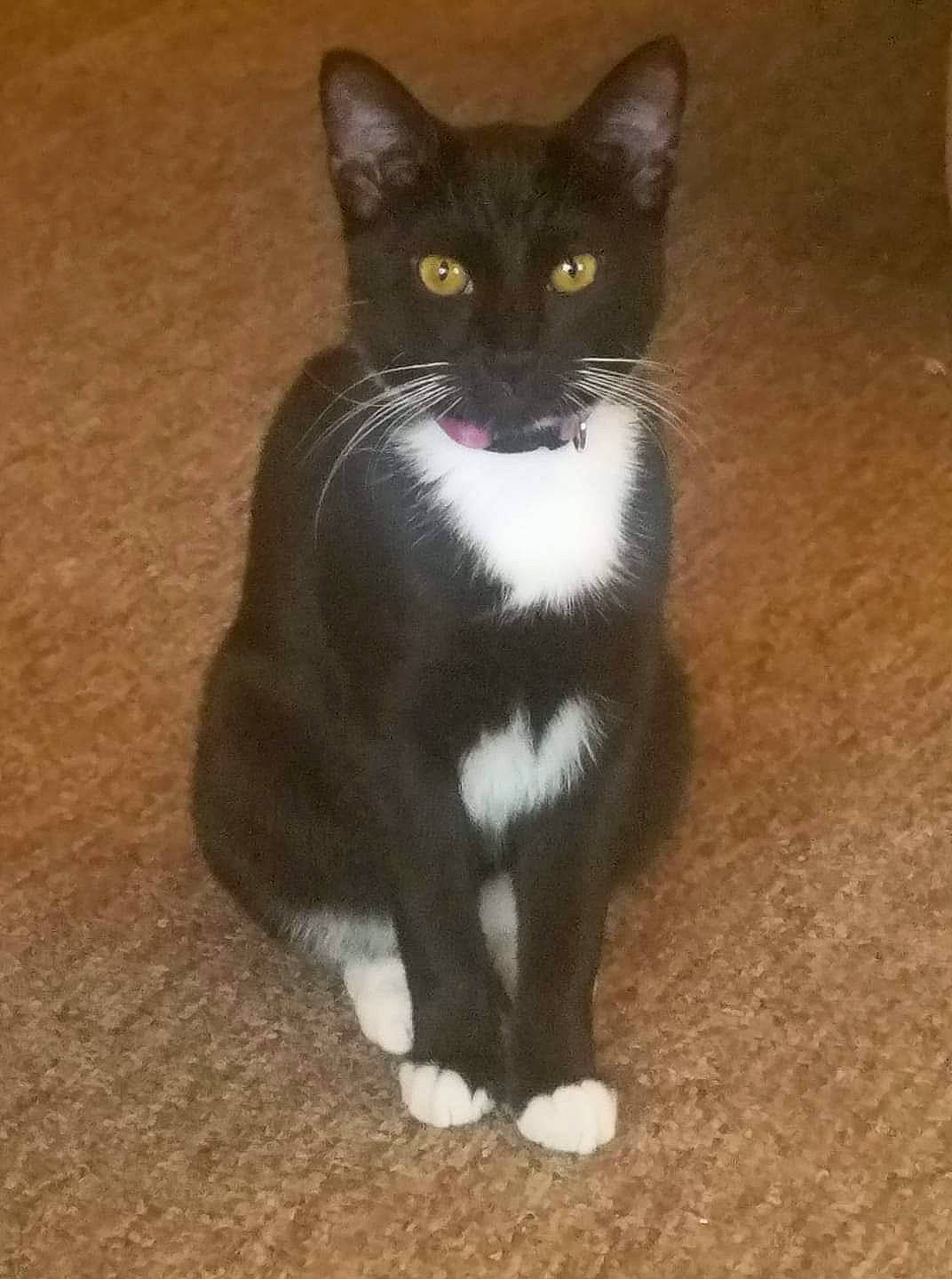 Pi Pi joined the competition — help win amazing prizes! black, black_cat, carnivore, cat, domestic_short_haired_cat, felidae, floor, flooring, fur, small_to_medium_sized_cats, snout, tail, terrestrial_animal, vertebrate, whiskers