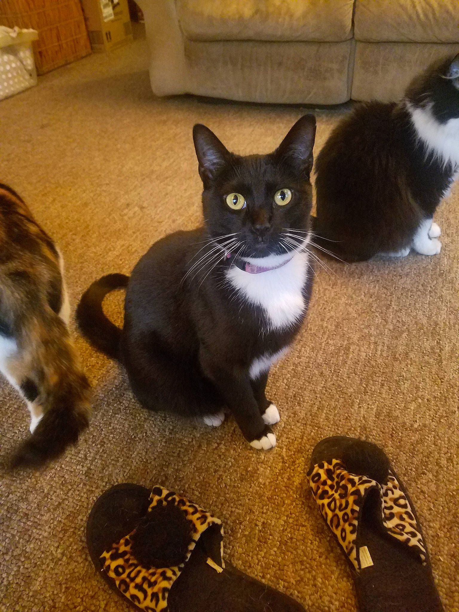 Pi Pi joined the competition — help win amazing prizes! asian, black_cat, carnivore, cat, domestic_short_haired_cat, european_shorthair, felidae, footwear, kitten, mammal, paw, polydactyl_cat, shoe, small_to_medium_sized_cats, snowshoe, tail, whiskers