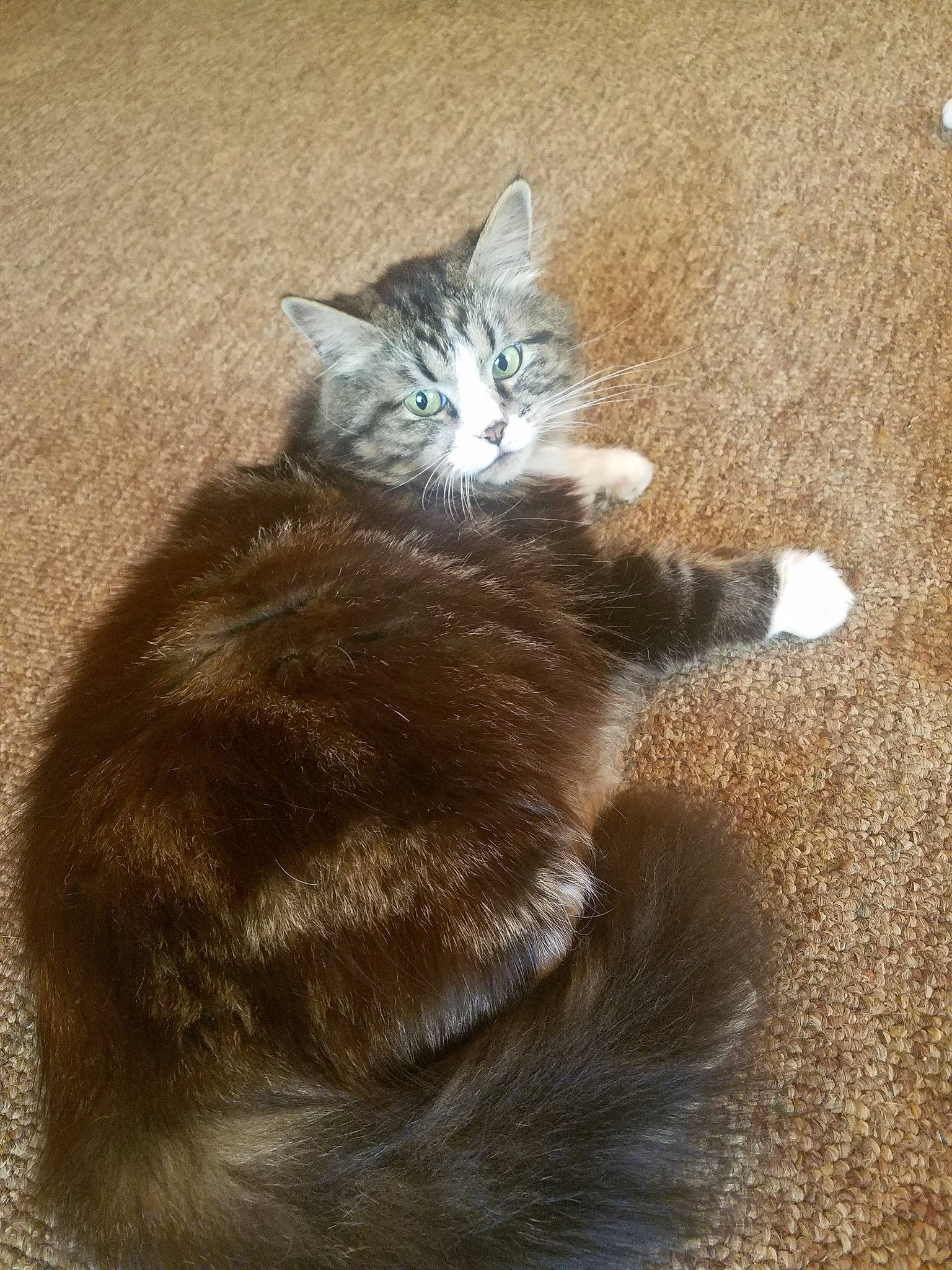 Joe joined the competition — help win amazing prizes! carnivore, cat, domestic_short_haired_cat, european_shorthair, fawn, felidae, fur, kitten, norwegian_forest_cat, paw, polydactyl_cat, small_to_medium_sized_cats, tabby_cat, tail, whiskers