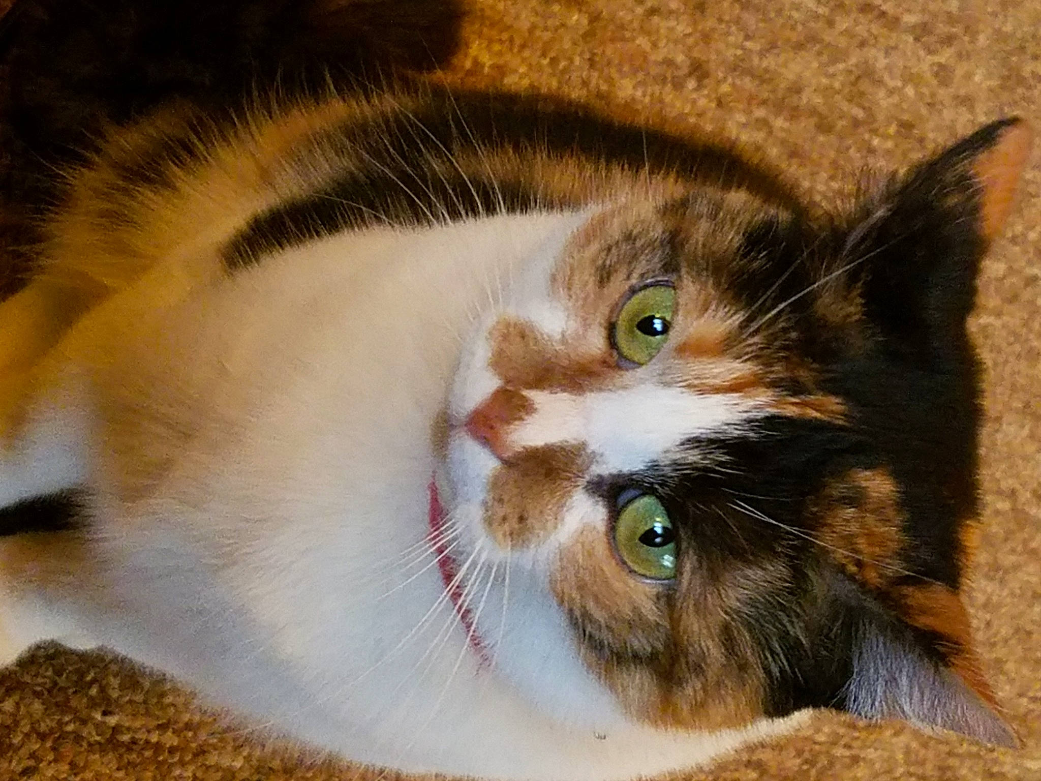 Penny joined the competition — help win amazing prizes! aegean_cat, american_wirehair, carnivore, cat, close_up, domestic_short_haired_cat, ear, european_shorthair, eye, felidae, fur, iris, kitten, mammal, nose, organ, polydactyl_cat, small_to_medium_sized_cats, snout, whiskers