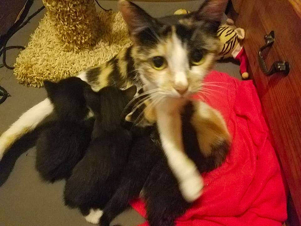 Penny joined the competition — help win amazing prizes! asian, carnivore, cat, domestic_short_haired_cat, european_shorthair, felidae, fur, kitten, mammal, oriental_longhair, polydactyl_cat, small_to_medium_sized_cats, tail, vertebrate, whiskers