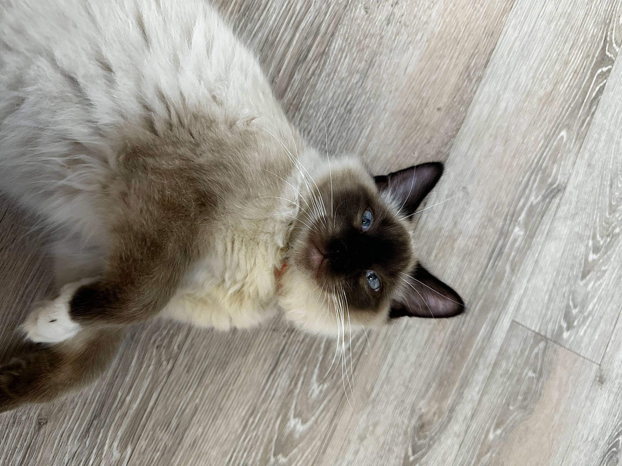 Cosmo is registered to the contest to win money with this photo: balinese, birman, carnivore, cat, dog_breed, domestic_short_haired_cat, fawn, felidae, flooring, fur, grey, hardwood, siamese, small_to_medium_sized_cats, snout, tail, terrestrial_animal, thai, whiskers, wood