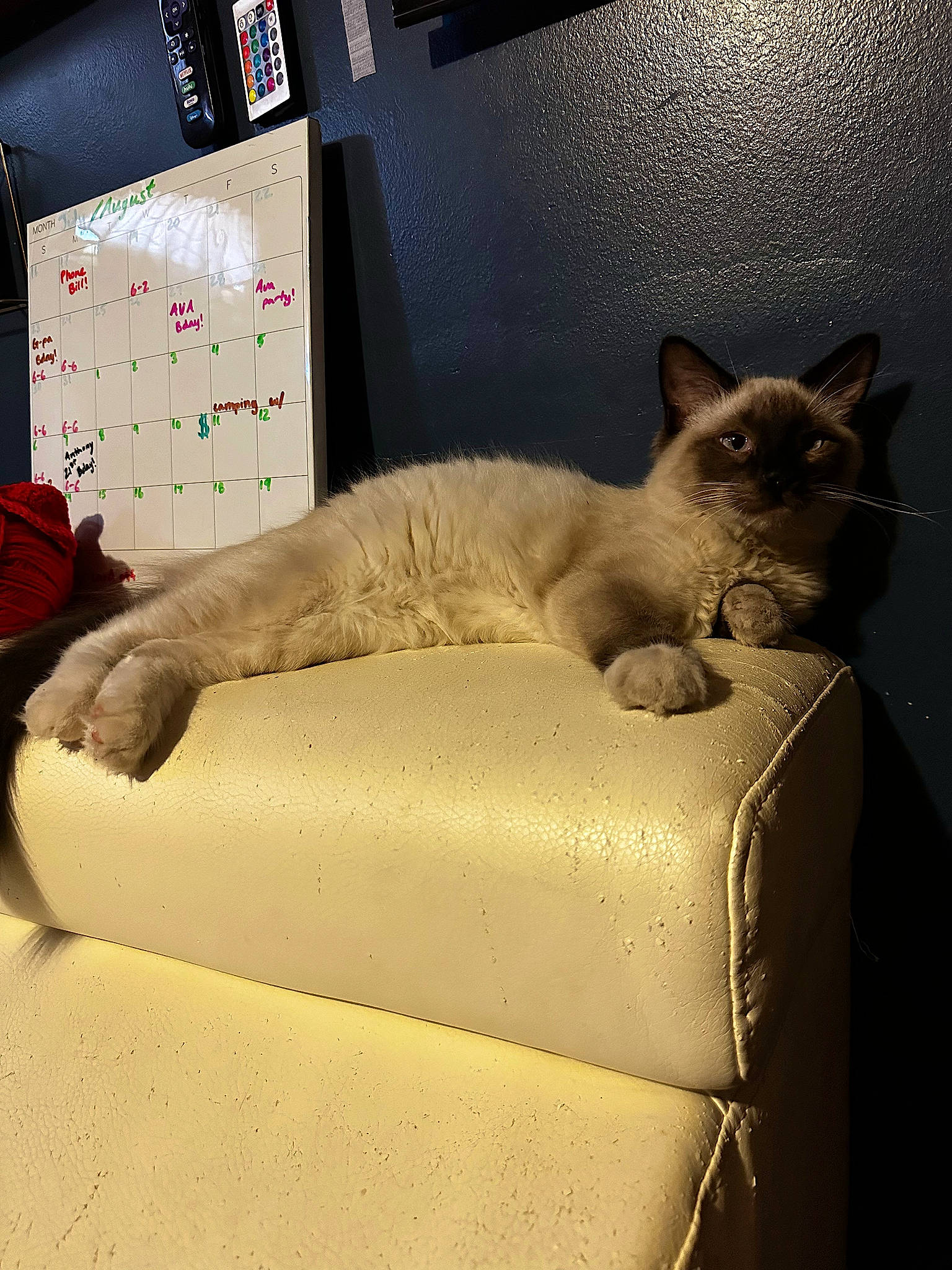 Cosmo joined the competition — help win amazing prizes! balinese, carnivore, cat, cat_supply, comfort, domestic_short_haired_cat, fawn, felidae, fur, linens, paw, pet_supply, rectangle, room, siamese, small_to_medium_sized_cats, tail, thai, whiskers, window