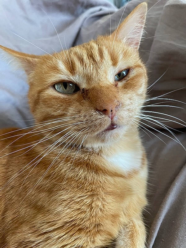 Mimolette a rejoint le concours — aidez-le/la à gagner de superbes lots ! carnivore, cat, claw, domestic_short_haired_cat, fawn, felidae, fur, iris, paw, small_to_medium_sized_cats, snout, tail, terrestrial_animal, whiskers, wildlife, window, wood