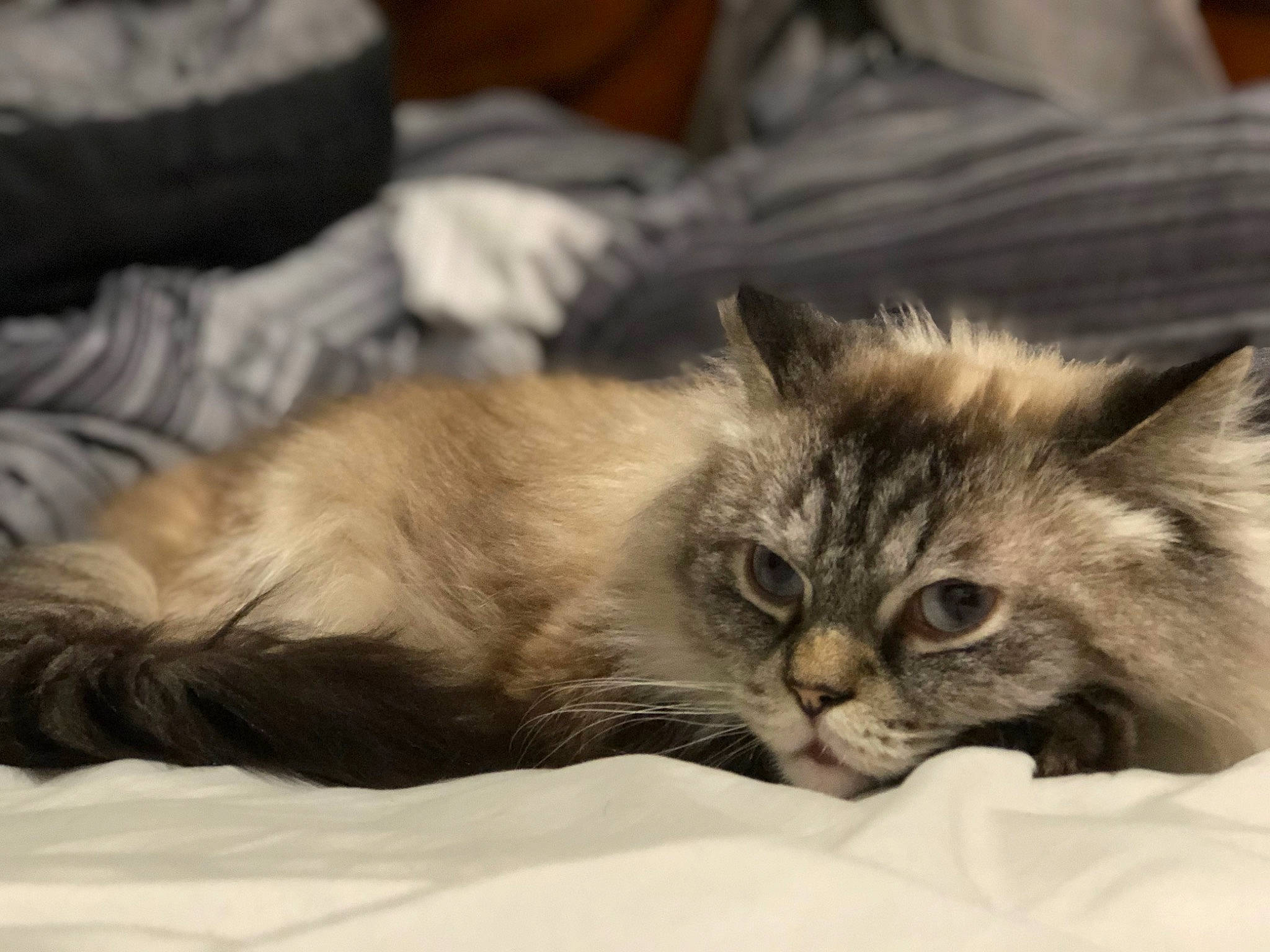 Marty joined the competition — help win amazing prizes! carnivore, cat, claw, comfort, domestic_short_haired_cat, eye, fawn, felidae, fur, maine_coon, nap, paw, publication, small_to_medium_sized_cats, snout, terrestrial_animal, whiskers