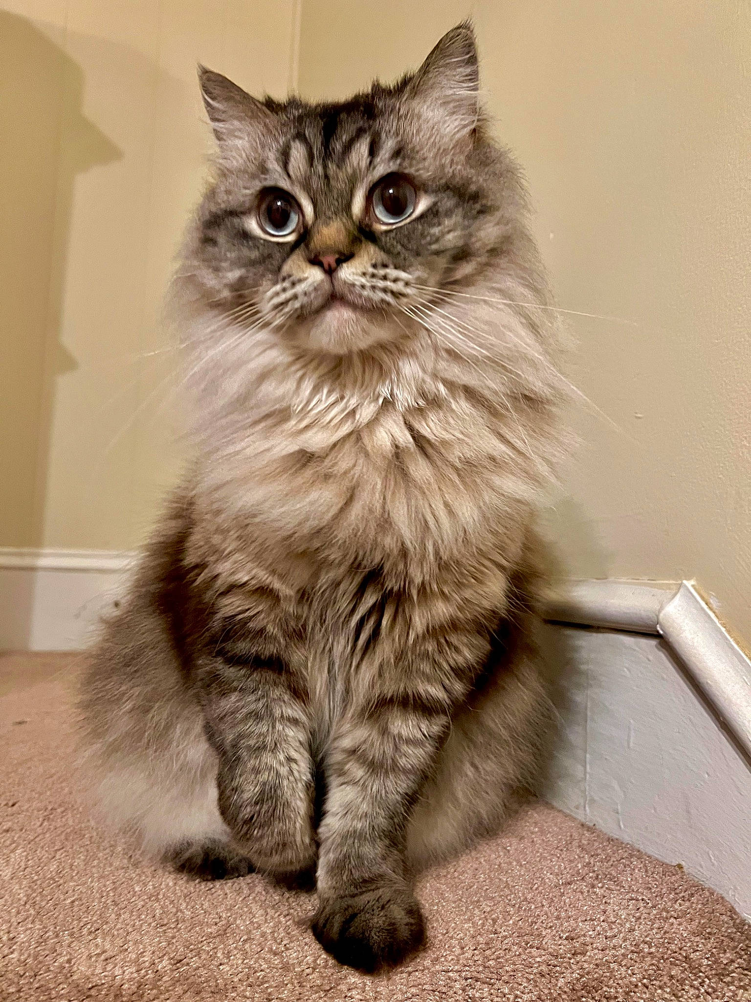 Marty joined the competition — help win amazing prizes! box, british_longhair, carnivore, cat, claw, domestic_short_haired_cat, felidae, fur, grey, maine_coon, monochrome, monochrome_photography, paw, sitting, small_to_medium_sized_cats, snout, tail, terrestrial_animal, whiskers, wood