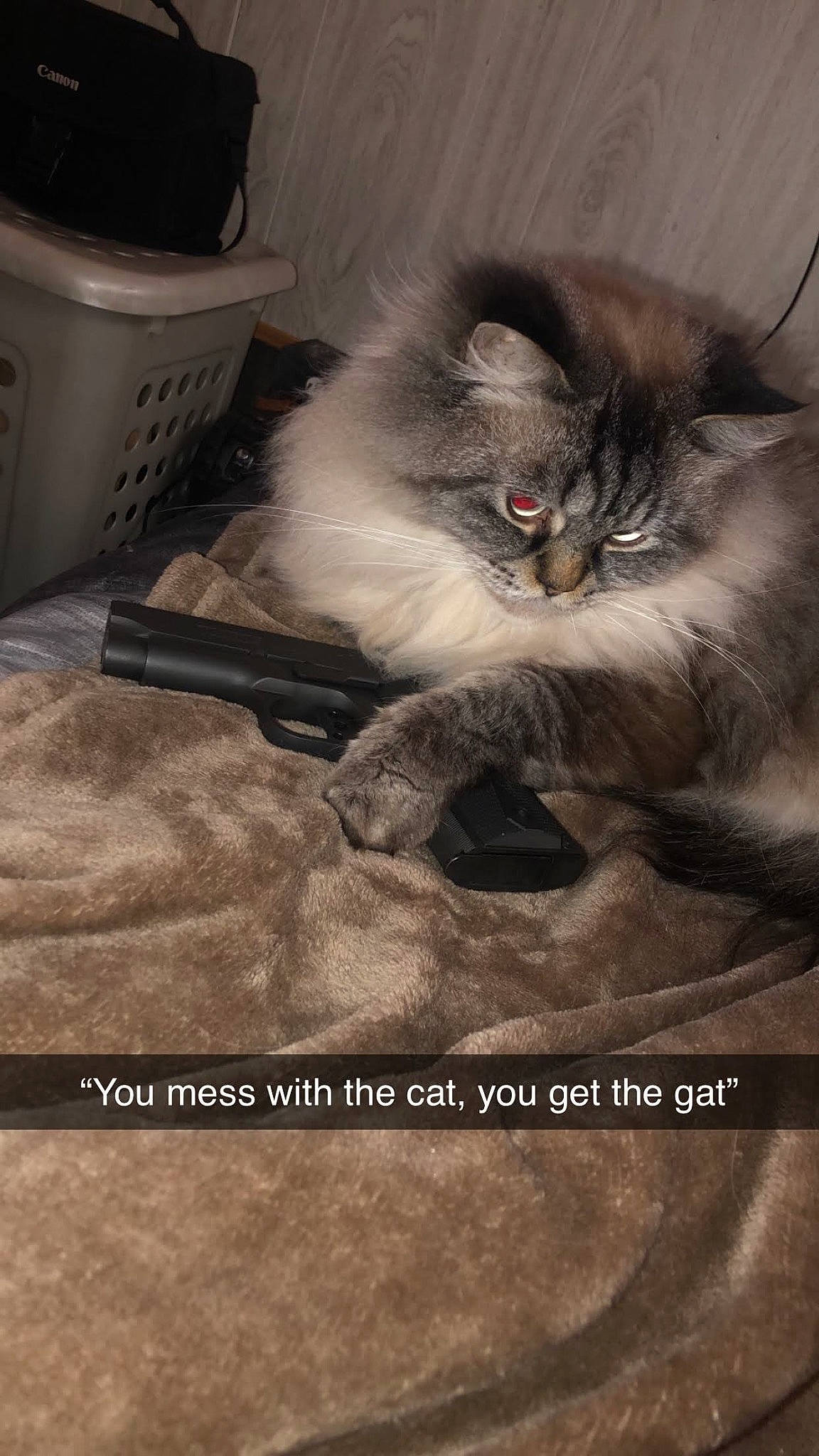 Marty is registered to the contest to win money with this photo: art, box, british_longhair, carnivore, cat, claw, fawn, felidae, fur, grey, mixing_bowl, paw, persian, photo_caption, ragdoll, small_to_medium_sized_cats, snout, tail, terrestrial_animal, whiskers