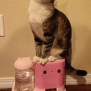 Kit Kat is registered to the contest to win money with this photo: cat, tabby, pet_feeder, kibble, water_container, pink, food, animal, indoor, floor, curious, pet, feline, cute, domestic, mammal, whiskers, paws, eyes, wall