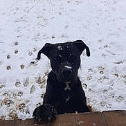 Timothy Wayne joined the competition — help win amazing prizes! dog, black_dog, snow, paw_prints, outdoor, animal, pet, playful, winter, brick, canine, fur, cute, nature, cold, front_view, mammal, young_dog, curious, snowy_ground