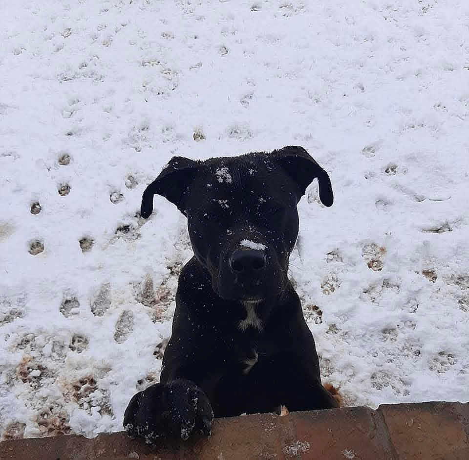 Timothy Wayne joined the competition — help win amazing prizes! dog, black_dog, snow, paw_prints, outdoor, animal, pet, playful, winter, brick, canine, fur, cute, nature, cold, front_view, mammal, young_dog, curious, snowy_ground
