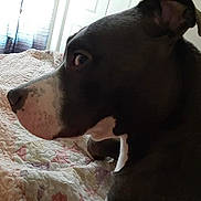 Reaper Jackson Cook is registered to the contest to win money with this photo: dog, pet, bed, blanket, quilt, indoor, curtain, window, black_and_white, animal, canine, fur, side_profile, looking_away, domestic, resting, light, shadow, portrait, companion