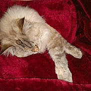 Snowbell is registered to the contest to win money with this photo: animal, blanket, cat, closeup, cozy, cute, domestic_animal, feline, fluffy, fur, indoor, mammal, paw, pet, red, relaxing, resting, sleeping, soft, whiskers