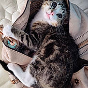 Kit Kat Aka Kitty is registered to the contest to win money with this photo: kitten, cat, tabby, pet, animal, bag, handbag, leather, zipper, fur, whiskers, cute, indoor, resting, curious, pink_nose, ears, paws, closeup, cozy